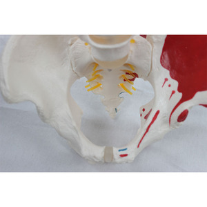 Modèle naturel des grandes ceintures vertébrales, du crâne occipital et des nouvelles muscles pelviens ; modèle pédagogique de squelette humain. - Product Image 2