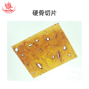 Clearly structured typical slice specimens, biological laboratory human anatomy slide set, science education <b>microscope</b> slides - Product Image 4