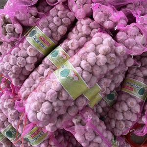 购买中国新作物新鲜白蒜从冷库，5千克/网袋，5.0厘米 - Product Image 3