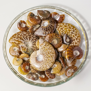 Vente en gros <span class=keywords><strong>de</strong></span> fossiles d'ammonites en cristal naturel <span class=keywords><strong>de</strong></span> bave <span class=keywords><strong>de</strong></span> coquillage, pour collection et décoration intérieure - Product Image 6