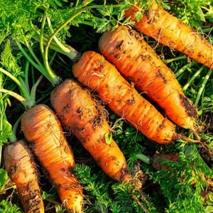 <span class=keywords><strong>2025</strong></span> Trung Quốc tươi sản phẩm sản xuất với khoảng cách cây trồng mới chất lượng cao cho xuất khẩu tươi Cà rốt - Product Image 2