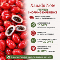 Baies de miracle fraîches, fruit chinois Synsepalum Dulcificum, superfruits riches en miraculine, adaptés aux diabétiques, modificateur de sucré