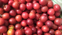 Poudre de cerise chinoise soluble dans l'eau en gros, poudre de fruits naturelle enrichie en calcium, approvisionnement en vrac