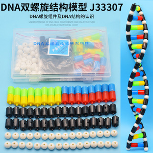 Composants du modèle de structure de la double hélice d'ADN, modèle de structure d'ADN de taille moyenne, modèle génétique, expérience biologique. - Product Image 1