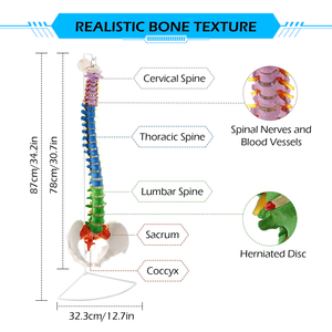 Modelo Anatómico de Columna Vertebral Humana de PVC de 85 cm, Modelo de Esqueleto de Columna Vertebral para Educación Médica, Modelo de Columna Vertebral de Plástico para Entrenamiento - Product Image 5