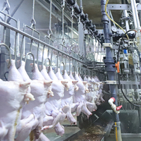 Machinerie d'abattoir et outil d'abattage de volaille