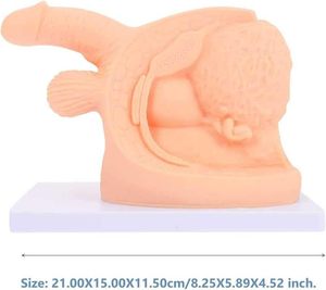 Internal <strong>External</strong> Genital Anatomy <strong>Catheter</strong> Mold Teaching <strong>Kit</strong> Advanced PVC ISO9001 Certification for Medical Education Yulin - Product Image 4