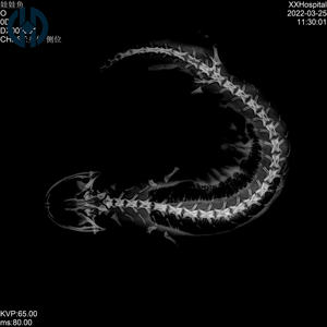 Détecteur numérique filaire à panneau plat pour diagnostic vétérinaire – Machine de radiographie numérique de bureau pour animaux de compagnie - Product Image 6