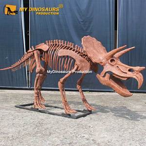 <span class=keywords><strong>Esqueleto</strong></span> <span class=keywords><strong>de</strong></span> <span class=keywords><strong>Triceratops</strong></span> Realista, Fósil <span class=keywords><strong>de</strong></span> Dinosaurio para Exhibición en Museo, Modelo Dino DS046, en Venta - Product Image 3