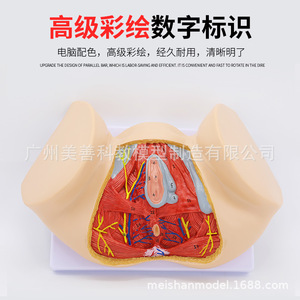 Modèle de périnée féminin, modèle d'anatomie périnéale, gynécologie, modèle d'anatomie reproductive, modèle de structure reproductive - Product Image 3