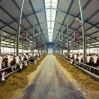 Diseño de Establos Prefabricados de Acero Ligero para Aves de Corral, Vacas Lecheras y Ganado