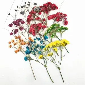 الملونة زهور مجففة بابيس التنفس باقة للمنزل ديكور
