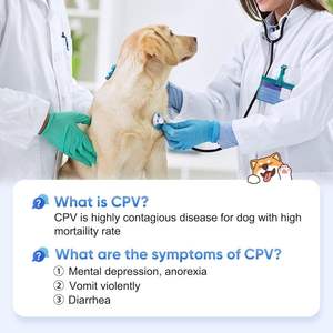 Test rapide d'antigène de parvovirus canin Kit de test CPV Ag Coronavirus Parvovirus Canine Distemper Antigènes - Product Image 4