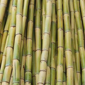 VDELTA FROZEN SUGARCANE <b>STICKS</b> FROM VIETNAM - Product Image 3