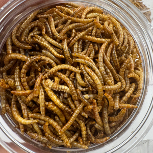 תולעי חלבון גבוהים מתאימות למזונות בעלי חיים קטנים - Product Image 1