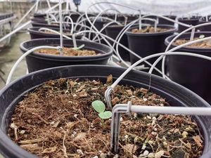 Système d'irrigation goutte à goutte <span class=keywords><strong>Araignée</strong></span> Drip Arrow Dripper 1 Out 4 Directions Outil d'arrosage de jardin - Product Image 5