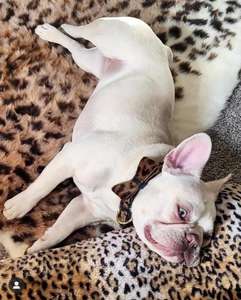 Lindo Lazo para Perro Personalizado Hecho a Mano con Remaches de Poliéster/Nylon, Regalos de Alta Calidad para Cachorros - Product Image 3