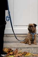 Fabricant de colliers pour chien en tissu denim avec boucle métallique réglable, personnalisés, de luxe et tendance, en gros