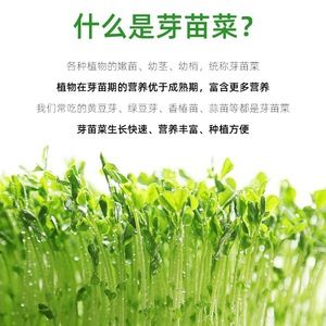 Pot de germination pour pousses de haricots, un plateau de semis domestique pour faire pousser des pousses, des légumes et autres plantes sur le balcon. - Product Image 5