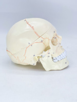 Crâne Naturel Grand Format en PVC avec Suture Osseuse pour la Communication Médecin-Patient et Conforme CE/ISO
