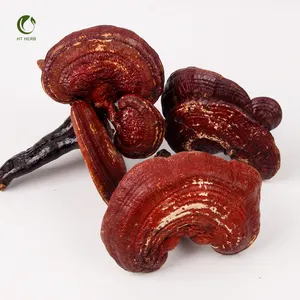 Suplemen rusak dinding sel Herbal organik Ganoderma Lucidum 100% Reishi