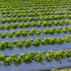 Plástico para acolchado agrícola antienvejecimiento a precio económico para el cultivo de <span class=keywords><strong>tomate</strong></span> y cebolla - Product Image 1