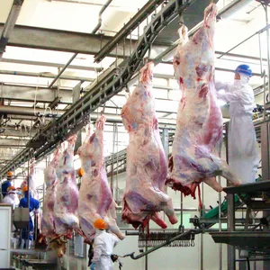 Meat Process Bull Slaughter For Slaughterhouse With Abattoir Machine