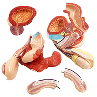Vida tamaño 5-Partes de la anatomía humana hombre genitales externos modelo médico de enseñanza
