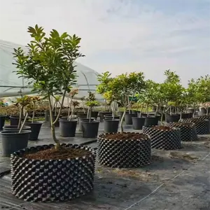 HDPE-Olla de podar de aire negro para plantas, 40 galones, planta de raíces de aire, en rollo