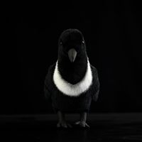 Peluche de Cuervo con Cuello Personalizado, Juguete de Peluche de Pájaro Adorable para Parque de Atracciones, Souvenir, Regalo, Proveedor, Fábrica