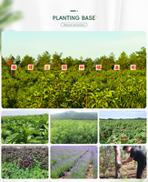 Minyak Wintergreen Metil Salisilat Kemasan Grosir 25kg, Metil Salisilat Kelas Kosmetik, Produsen Minyak Atsiri Metil Salisilat dalam Jumlah Besar