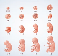 Modelo de proceso de desarrollo de embarazo Fetal de ciencia médica modelo de desarrollo de embarazo Fetal CE/ISO
