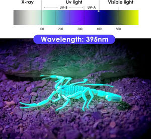Tipo C <span class=keywords><strong>UV</strong></span> 395nm Lanterna LED Portátil Ultravioleta Luz Negra <span class=keywords><strong>AC</strong></span> Vazamento Detecção Recarregável Para Pet Urina Seco Manchas Tocha - Product Image 2