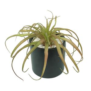 مصنع بيع البلاستيك نبات الهواء الاصطناعي العشب Tillandsia لتزيين الجدران - Product Image 6