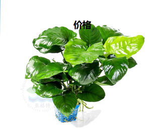 <span class=keywords><strong>Real</strong></span> Minibus Rongping <span class=keywords><strong>Aquarium</strong></span> Planten Voor Bloem Decoratie <span class=keywords><strong>Aquarium</strong></span> Decoratie - Product Image 2