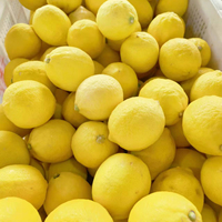 Fruits d'agrumes frais (orange, citron) - Certifiés ISO, origine Chine, conditionnés en ferme, taille 65-100 cm, qualité supérieure, en vrac/carton, durée de conservation 1 an