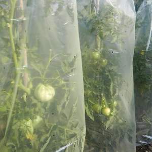 Pellicola di plastica perforata del tubo del pomodoro che copre contro i parassiti pioggia - Product Image 4