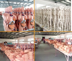 แบบจำลองการสาธิตการคลอดบุตรสำหรับเด็กด้านวิทยาศาสตร์การแพทย์ พร้อมแบบจำลองรก - Product Image 3