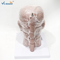 Modelo de Cerebro Humano con Sección Horizontal, Modelo Anatómico Transversal del Cerebro para Enseñanza de Radiología, CE/ISO/ROHS/CNAS