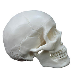 Mini modelo de cráneo blanco estándar con divisiones - Herramienta educativa de anatomía - Product Image 2