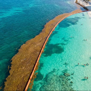 Barriera/boom di Sargassum per Proteggere un'Area da Piante Acquatiche e Detriti che Altrimenti Avrebbero Inquinato le Spiagge - Product Image 1