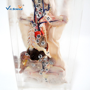 Spécimens de dissection et de conservation de lapins ; matériel pédagogique de biologie pour les collèges et les lycées ; remise à neuf et - Product Image 2