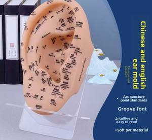 30 सेमी पारंपरिक चीनी चिकित्सा ऑरिकुलर पॉइंट मॉडल दोहरी भाषा उत्कीर्ण कान अभ्यास शरीर सुरक्षा फ़ंक्शन प्लास्टिक - Product Image 6