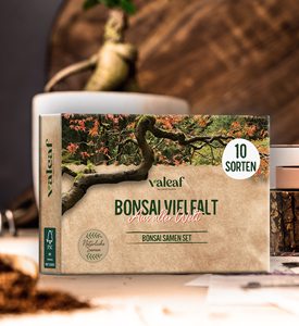 10 Bonsaïs exotiques des 5 continents Kit <span class=keywords><strong>de</strong></span> démarrage au design moderne unique pour débutants et idée cadeau - Product Image 6