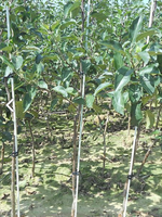 Vente chaude 5mm rouge solide en fibre de verre verger arbre piquets traitement de coupe personnalisé pour les agrumes californie direct chine