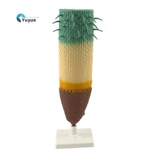 แบบจำลองกายวิภาคส่วนรากของพืชตามยาว <span class=keywords><strong>ทำ</strong></span>จากพีวีซี แสดงโครงสร้างเนื้อเยื่อรากและเส้นผมราก สำหรับการสอนชีววิทยา - Product Image 1