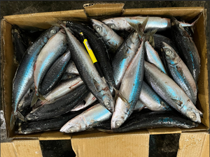 P1136 ים מקרל קפוא באיכות גבוהה מיצרן מקרל קפוא 200 משקל משתנה-250 גרם - Product Image 4