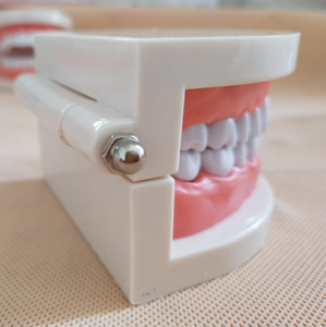 Modello Dentale Didattico per Bambini, Modello di Cura Dentale, Modello di Studio Odontoiatrico per Insegnamento e Carie, Tipodonte - Product Image 5