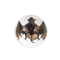 Cadeau artisanal personnalisé dôme en résine spécimens biologiques taxidermie fraîche préservée vrais spécimens de chauve-souris araignée décoration d'Halloween
