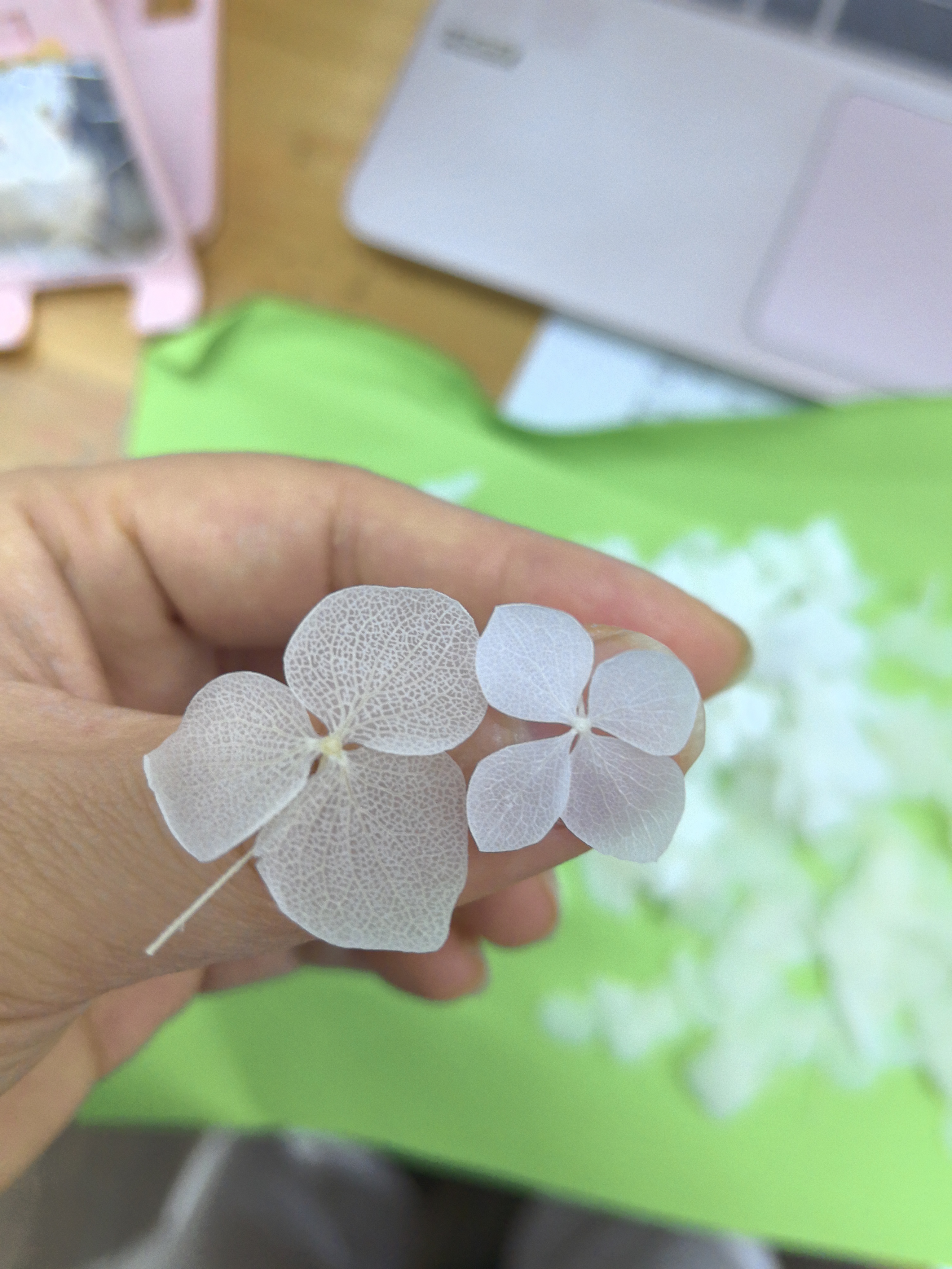 White Anna hydrangea petal